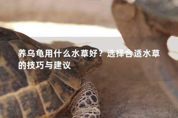 養烏龜用什么水草好？選擇合適水草的技巧與建議